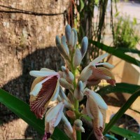 Alpinia calcarata (Andrews) Roscoe